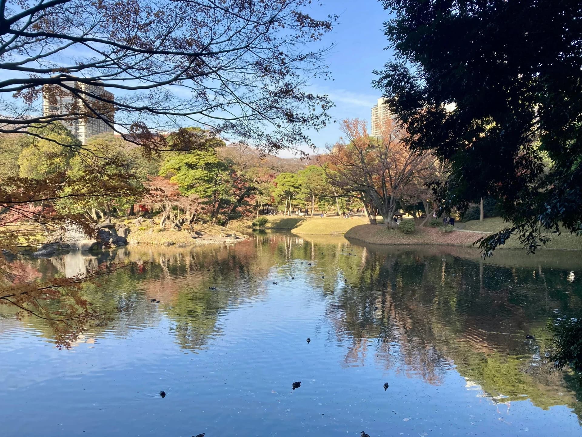 Tokyo Fall Foliage: Ginkgo & Maple Peak Timing Guide