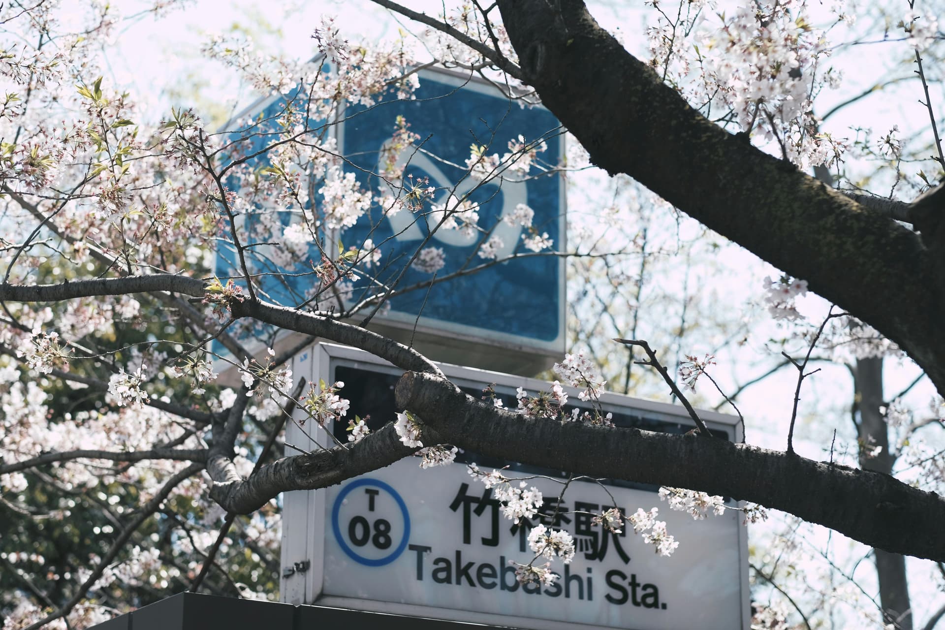 Spring in Tokyo: Why the Season of Abundance Delivers