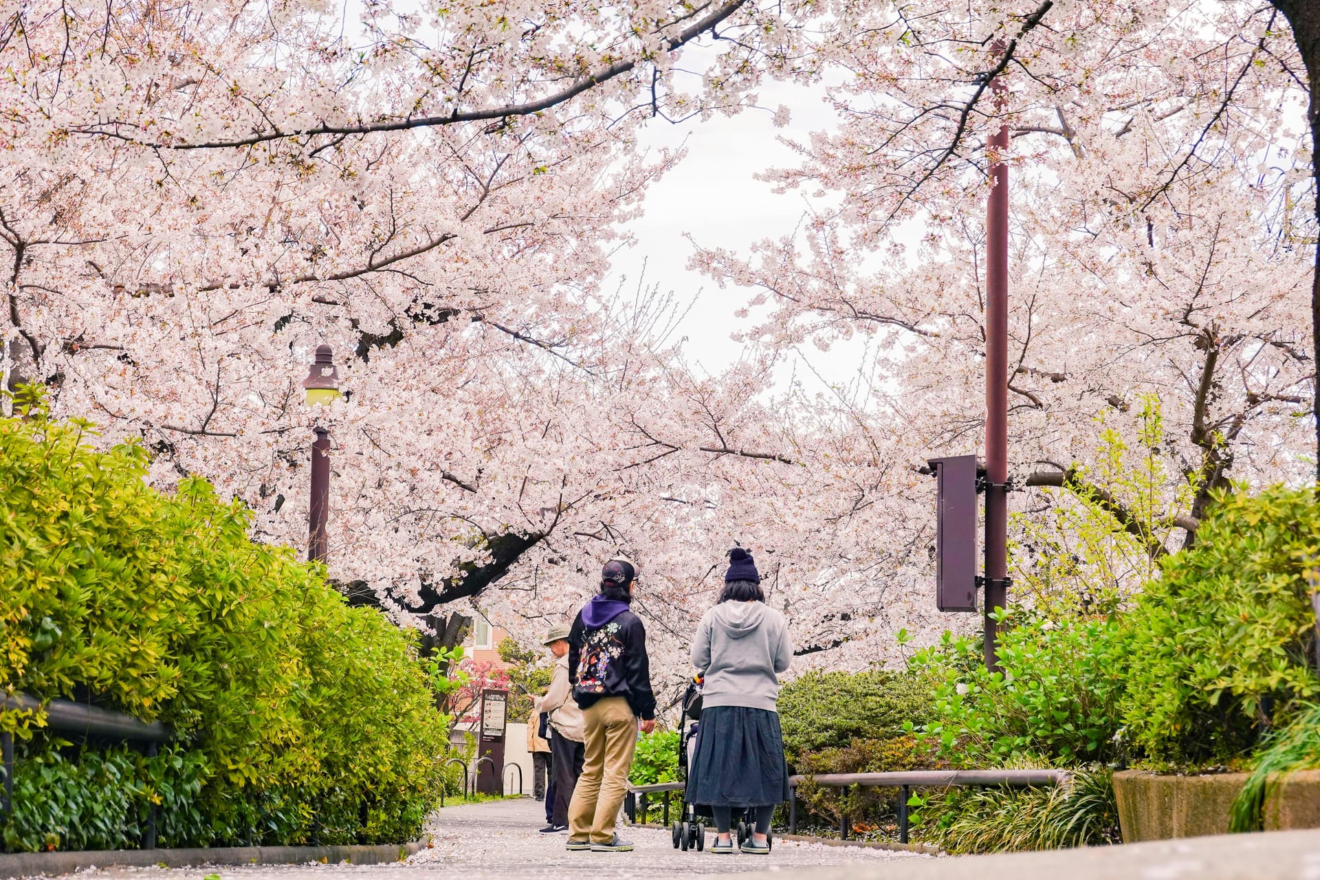 Cherry Blossom Season in Japan 2026