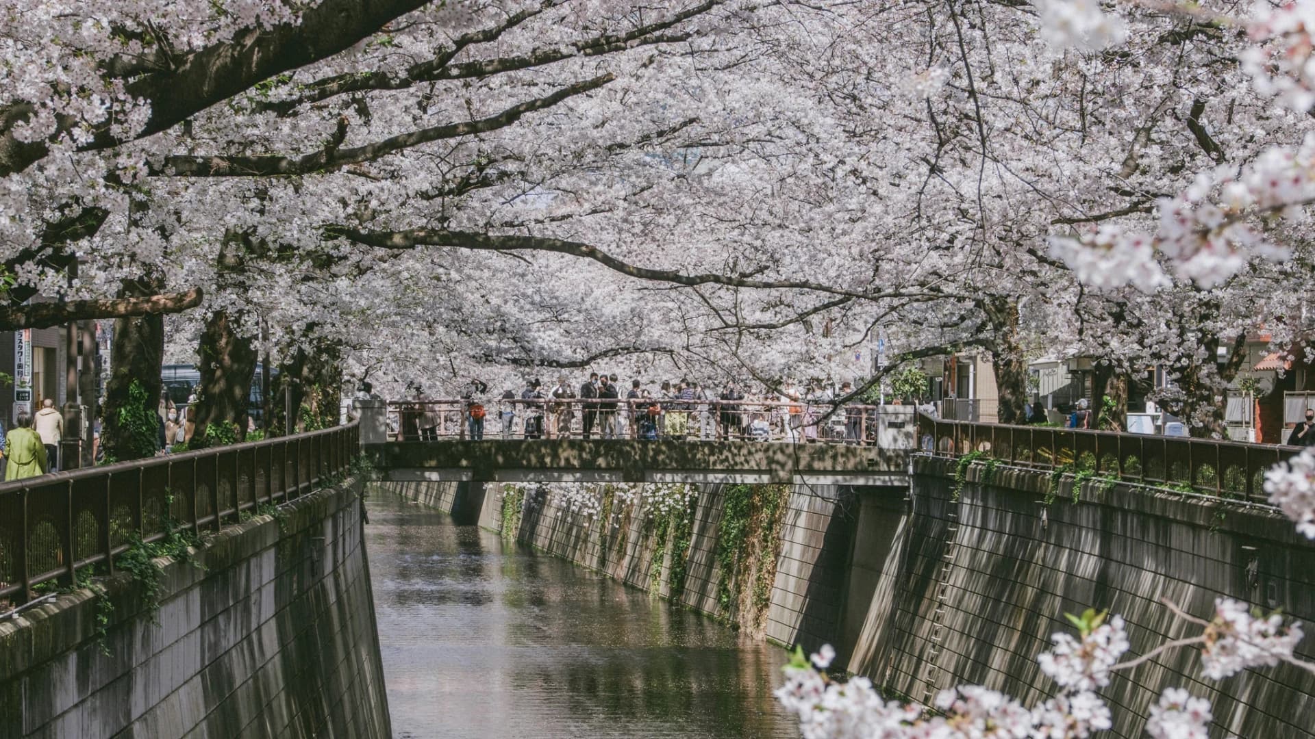 Nakameguro: A Residential Neighborhood That Became Tokyo's Cherry Blossom Stage