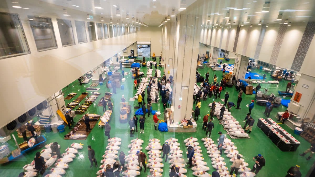 Toyosu Market Guide: What to Expect vs Tsukiji Alternative