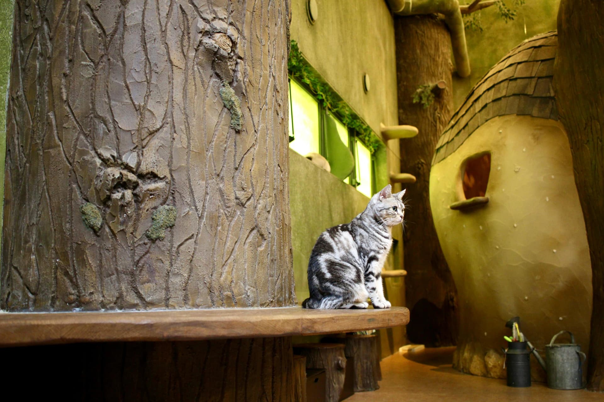 Cat Cafe Tokyo: Why They Exist and Which Ones Are Worth It