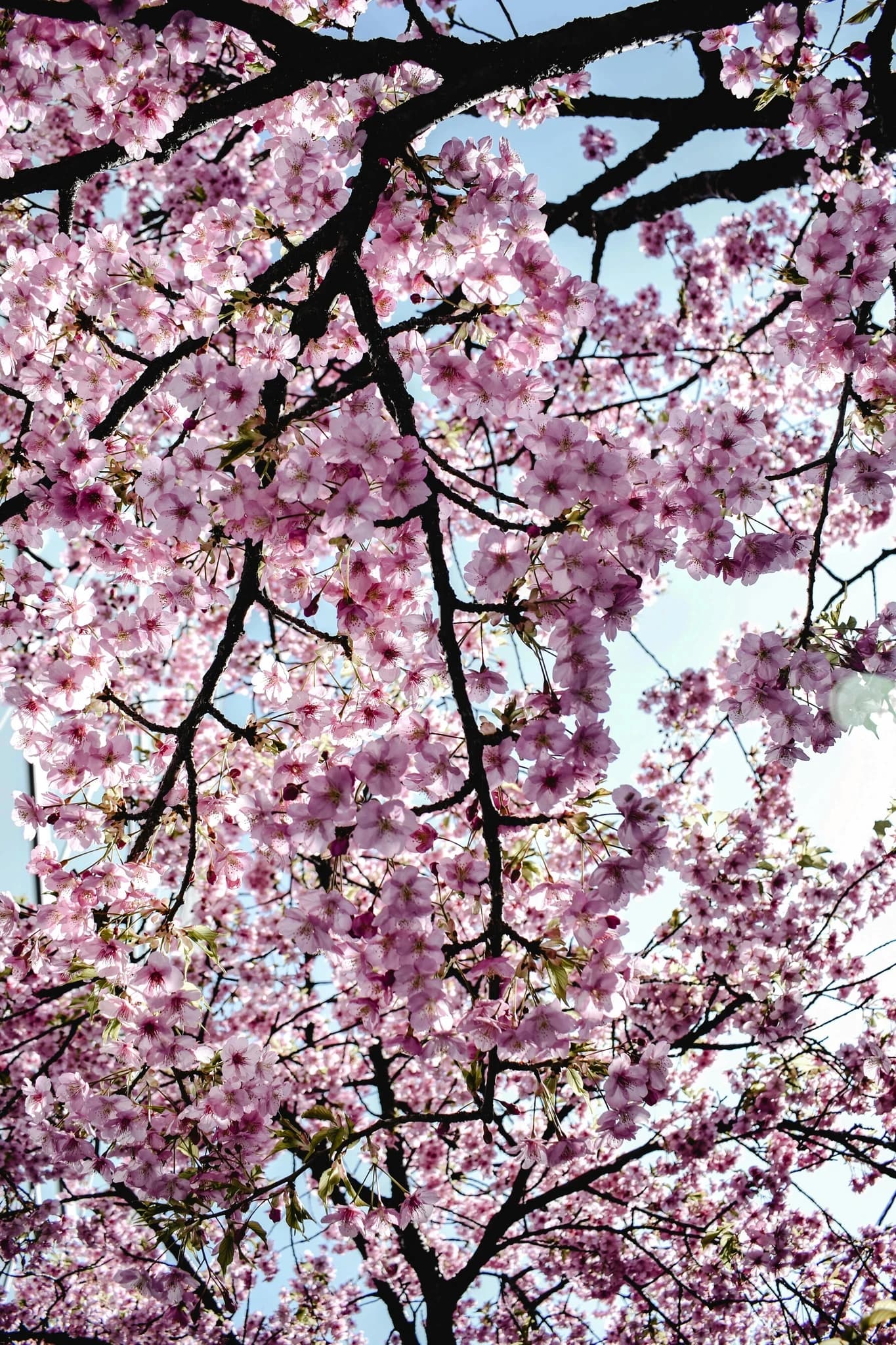 Tokyo Cherry Blossoms: When a Private Guide Makes Sense