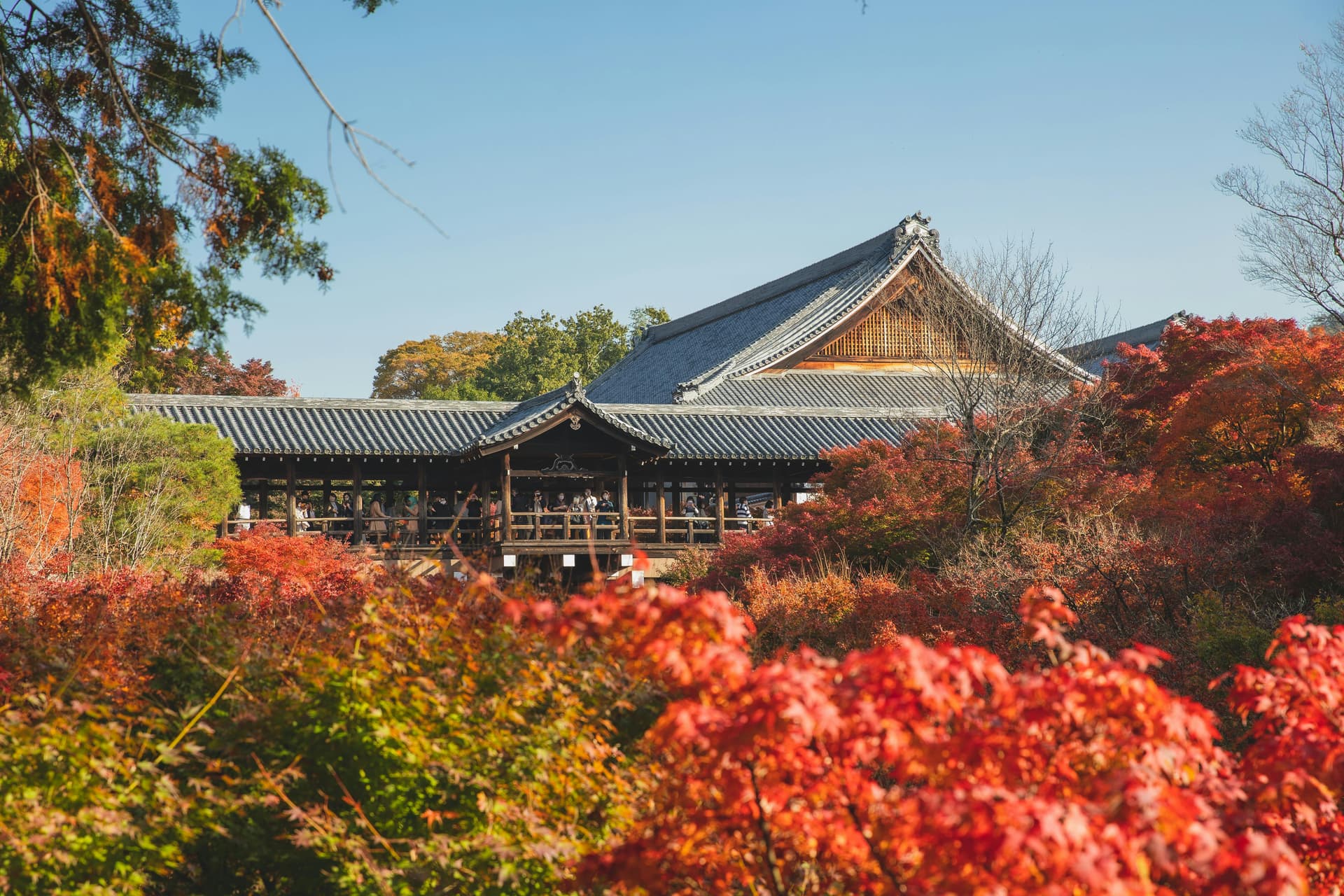 Japan Fall Foliage: Top Viewing Spots & Timing