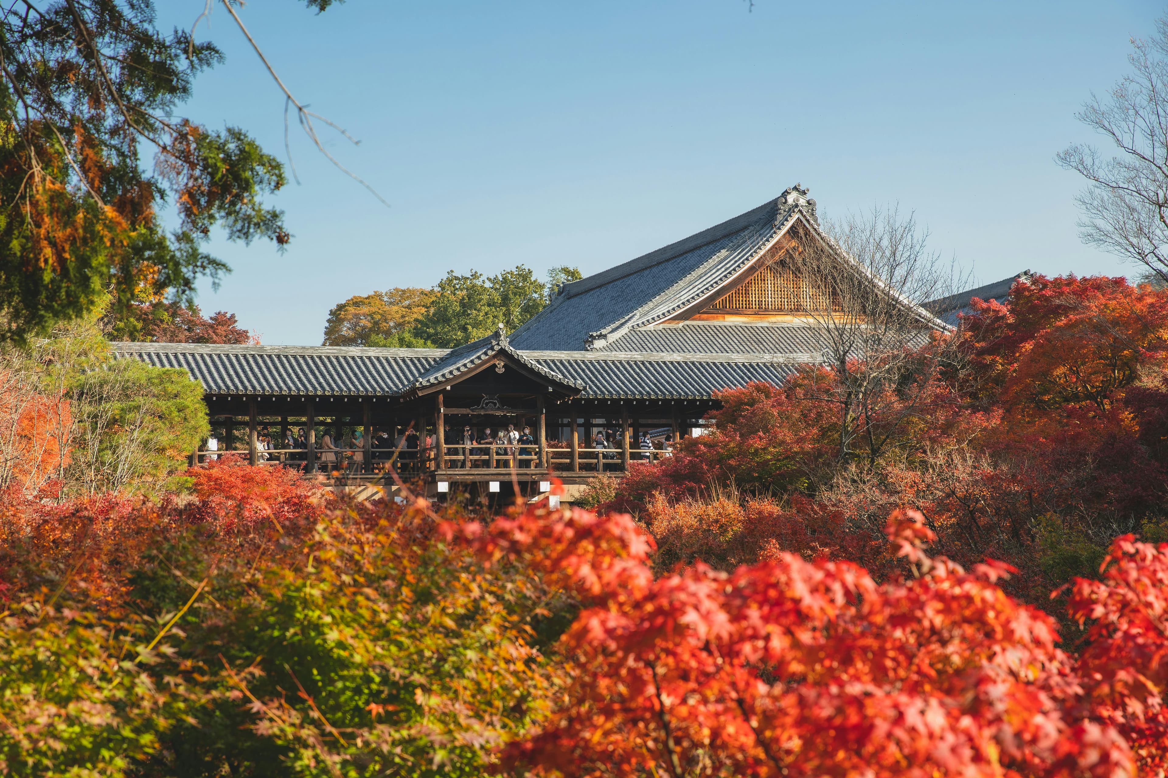 Japan Fall Foliage: Top Viewing Spots & Timing