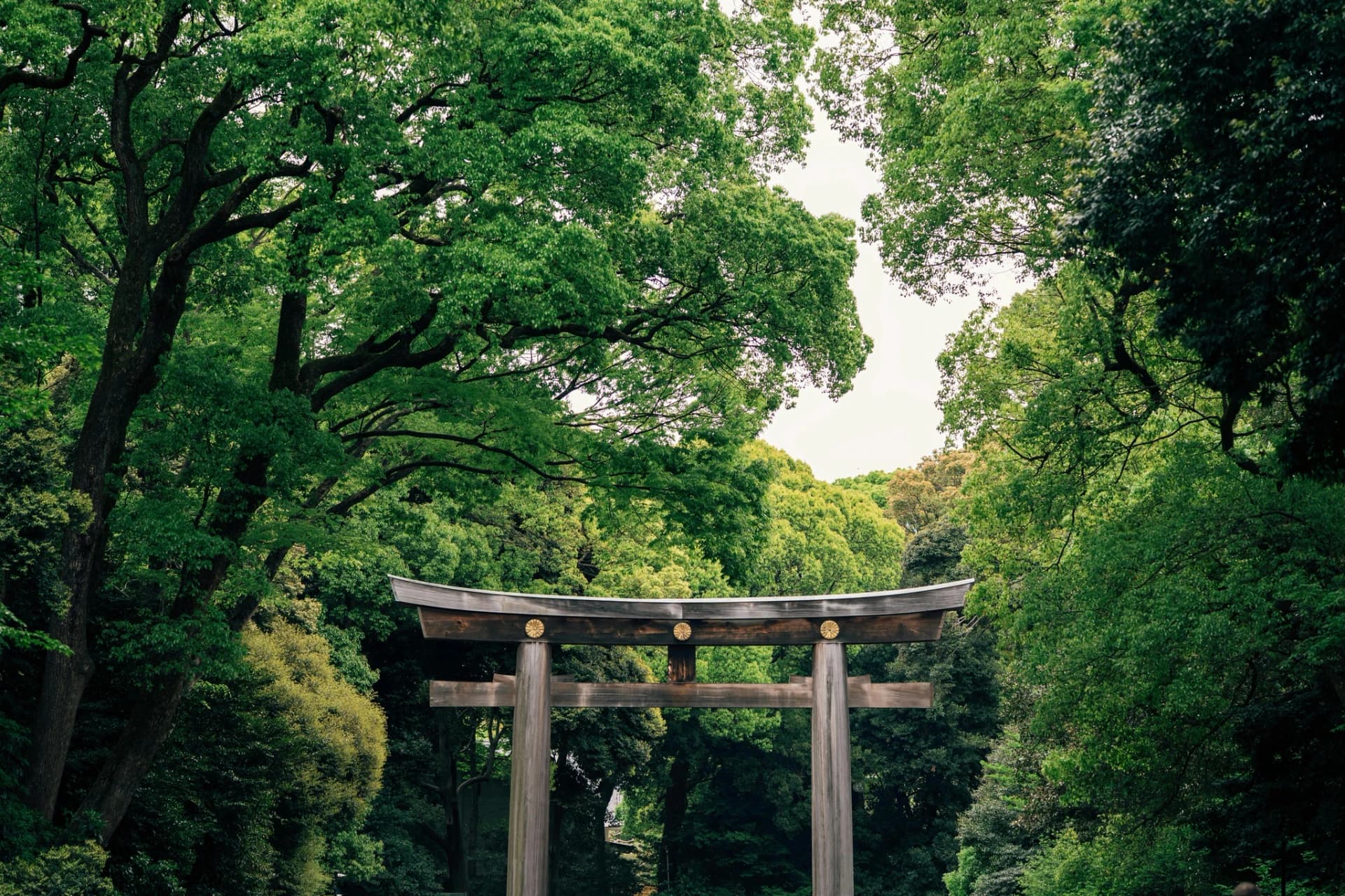 Meiji Shrine Guide: When Context Changes Everything