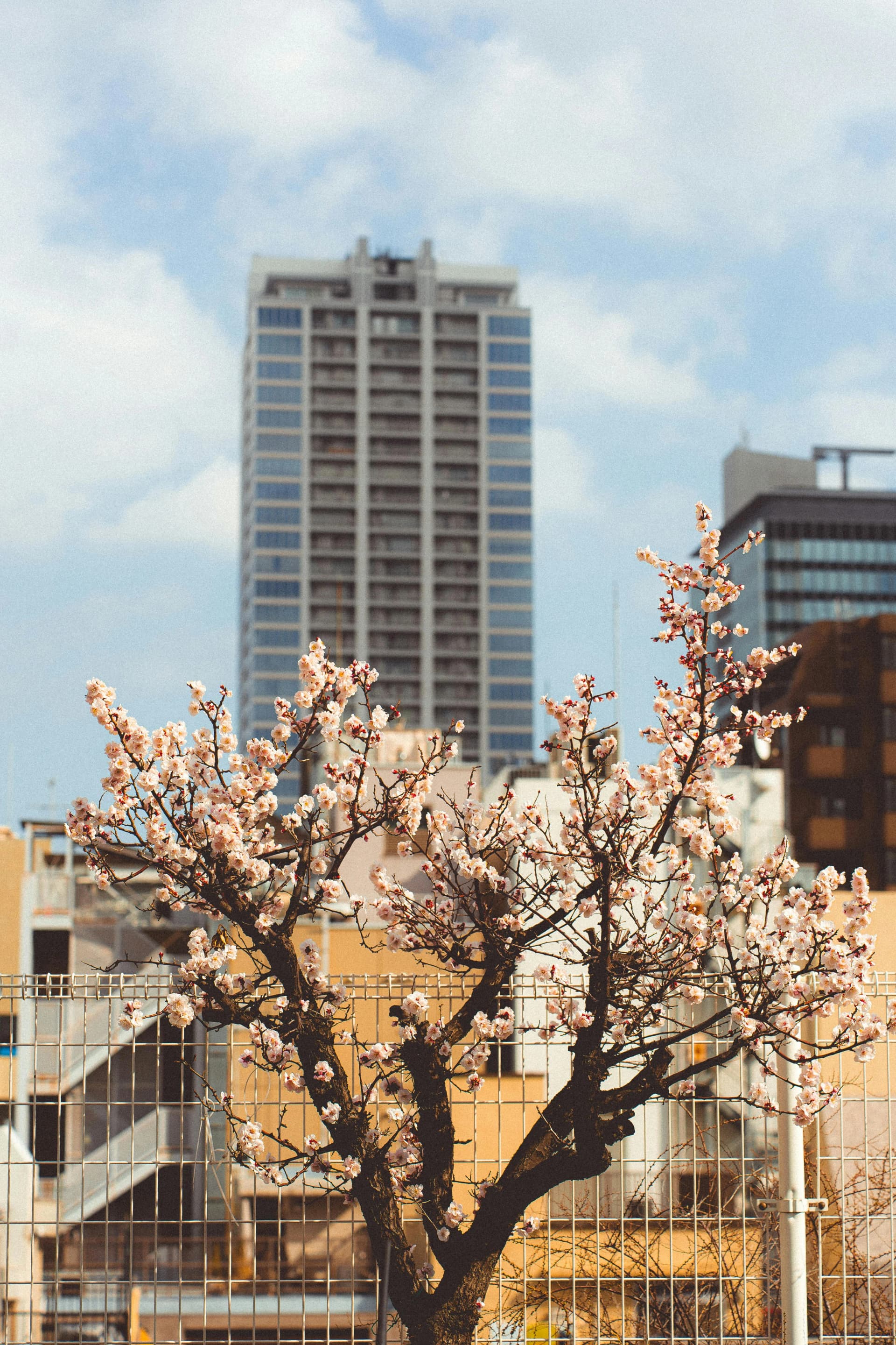 Golden Week in Tokyo: The 2026 Survival Guide