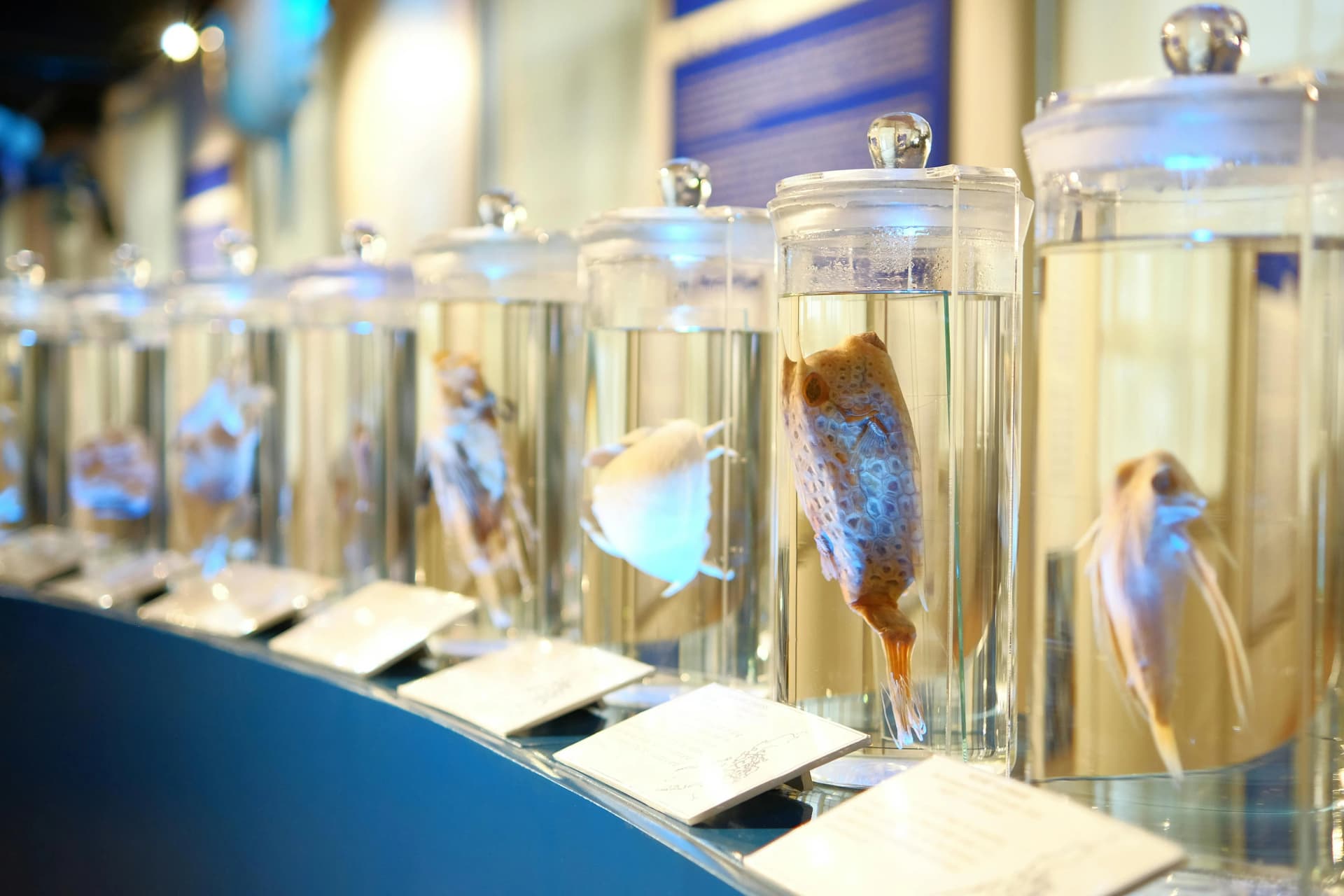 Meguro Parasitological Museum Tokyo: The World's Only Parasite Museum