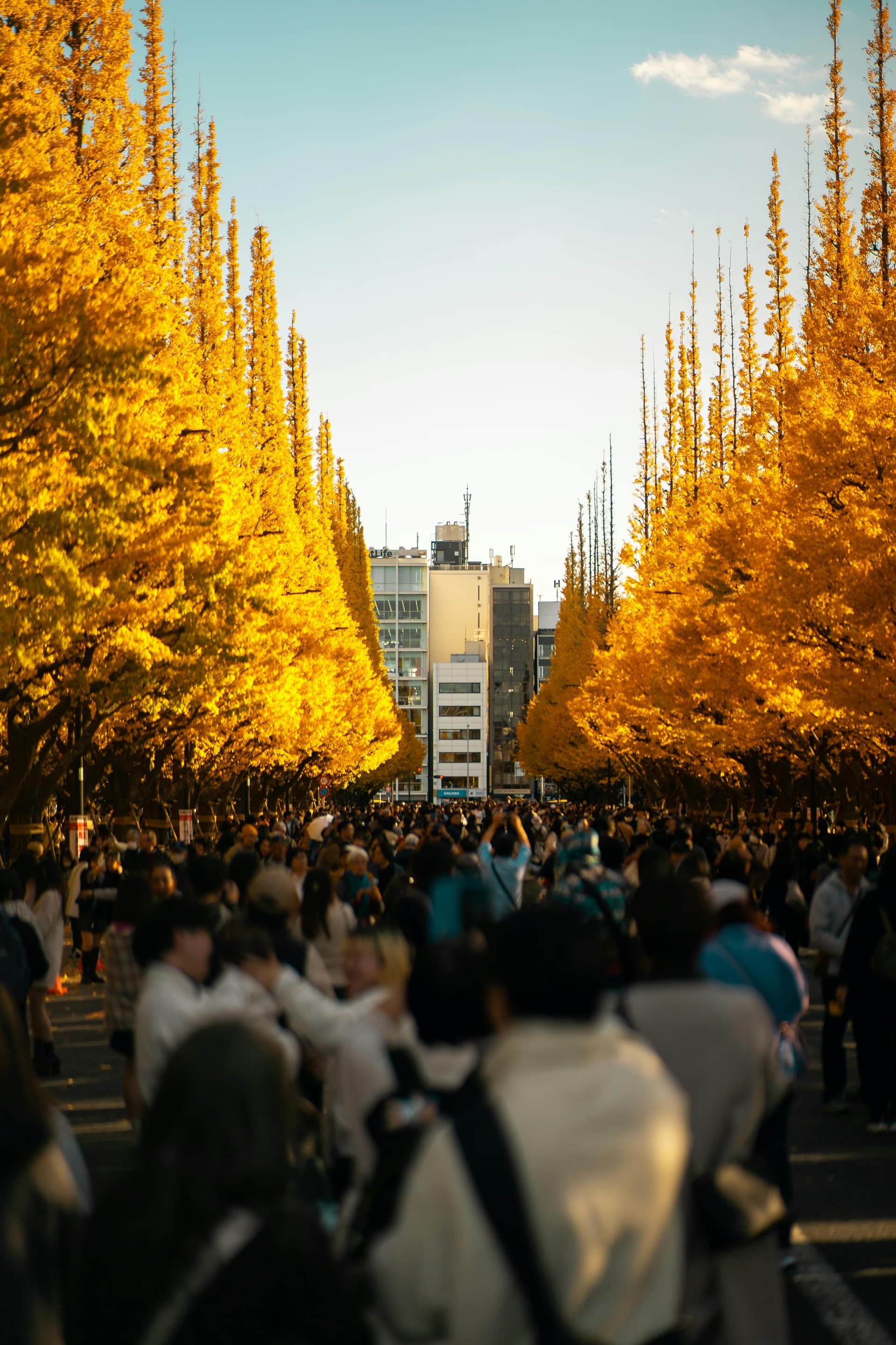 Meiji Jingu Gaien ginkgo avenue in golden autumn