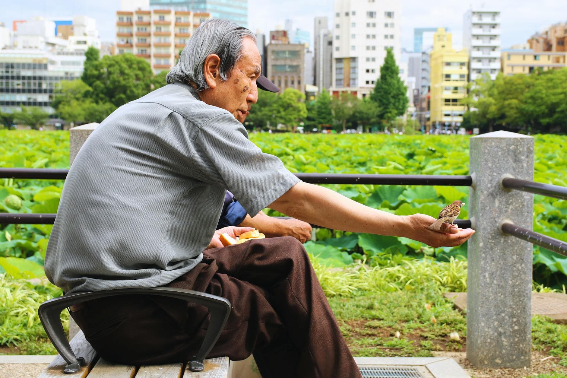 Elderly man feeding a bird on a bench in Ueno Park with city backdrop