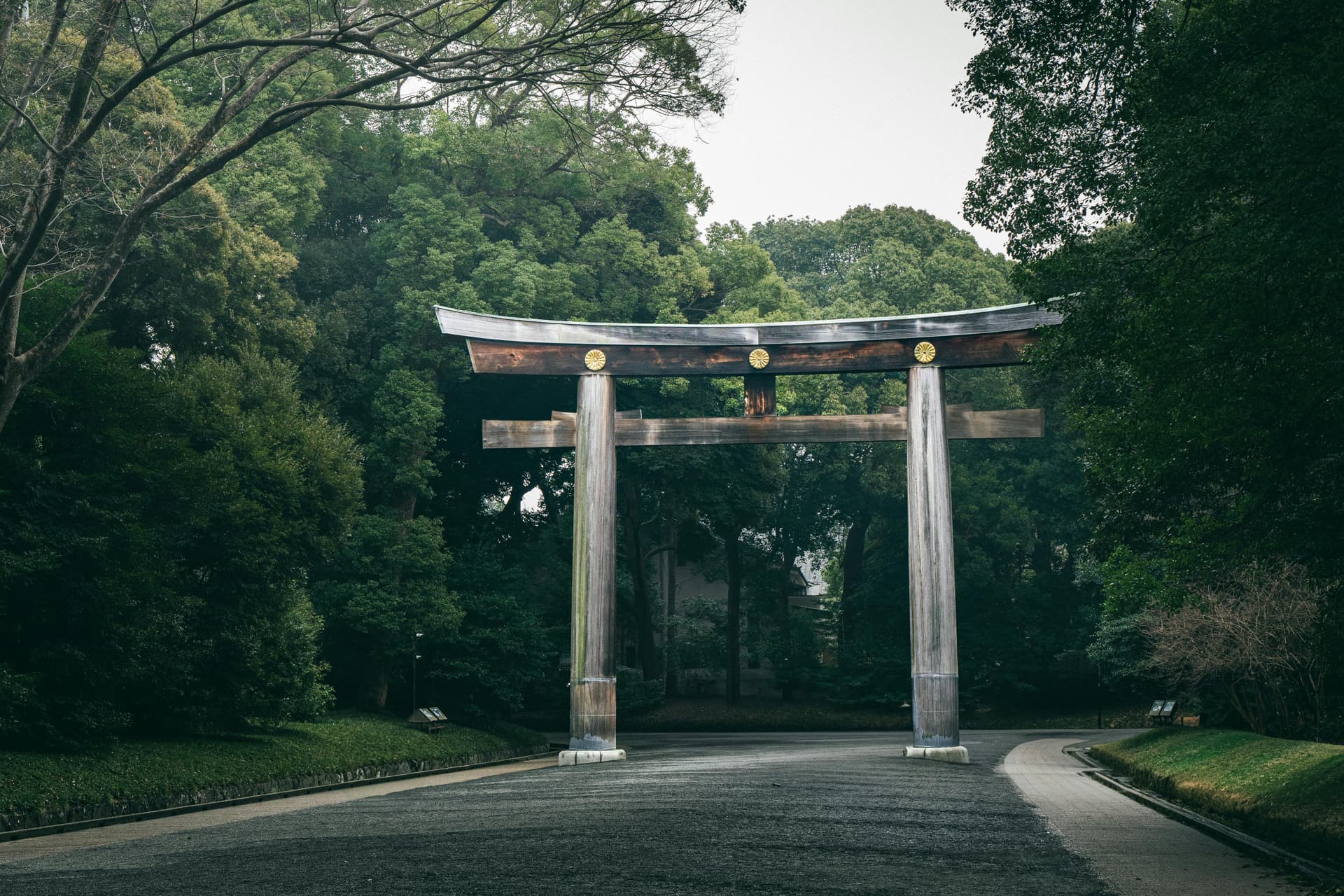 Grand wooden torii gate at Meiji Shrine flanked by dense forest on an empty path
