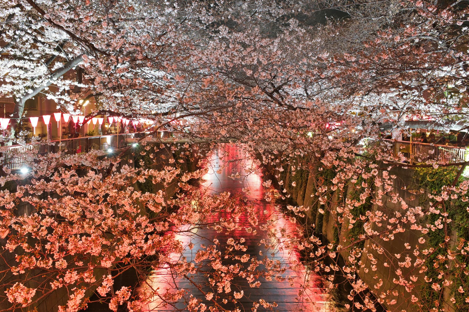 Meguro River in Nakameguro at night