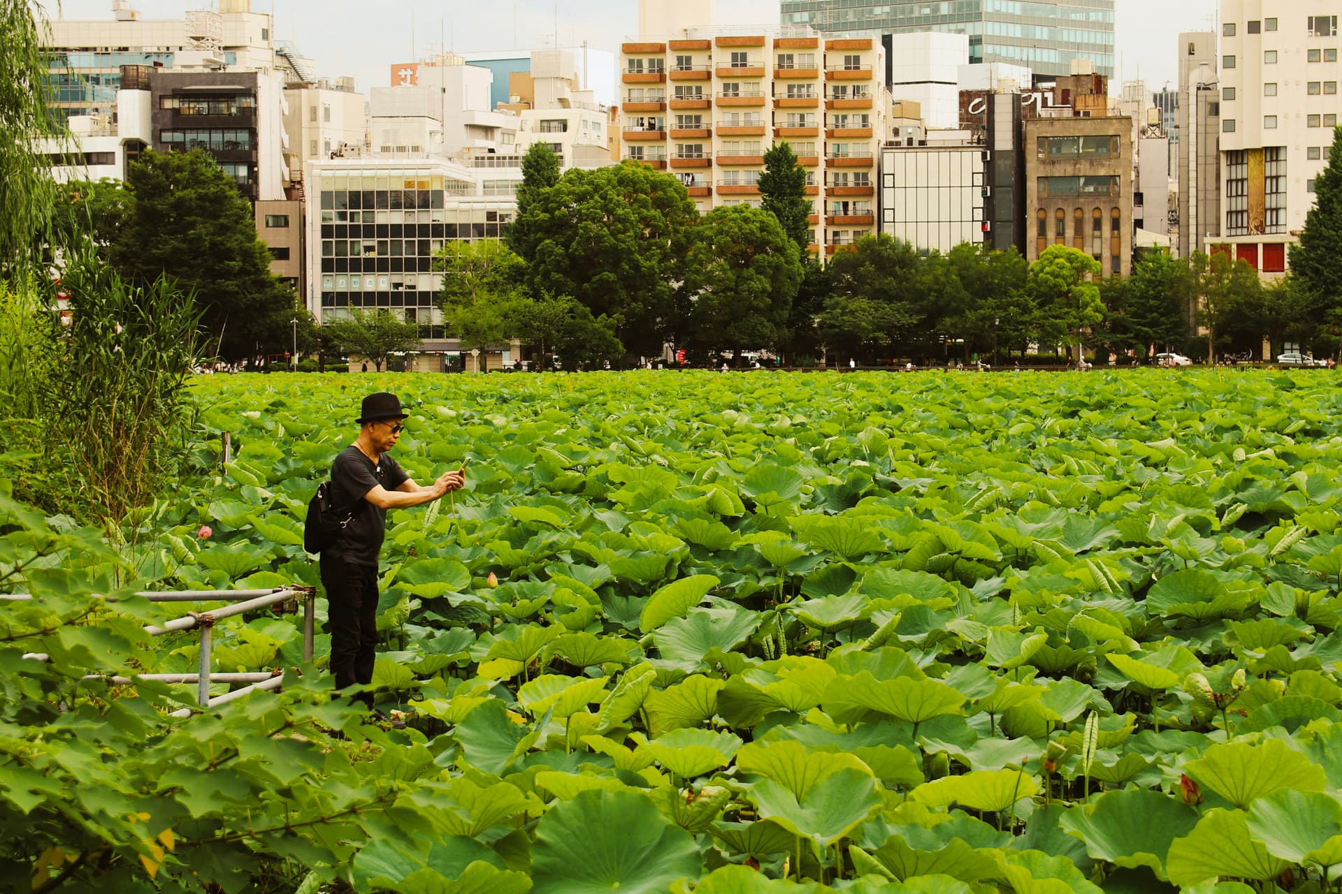 Vast lotus-leaf pond at Ueno Park with city buildings behind