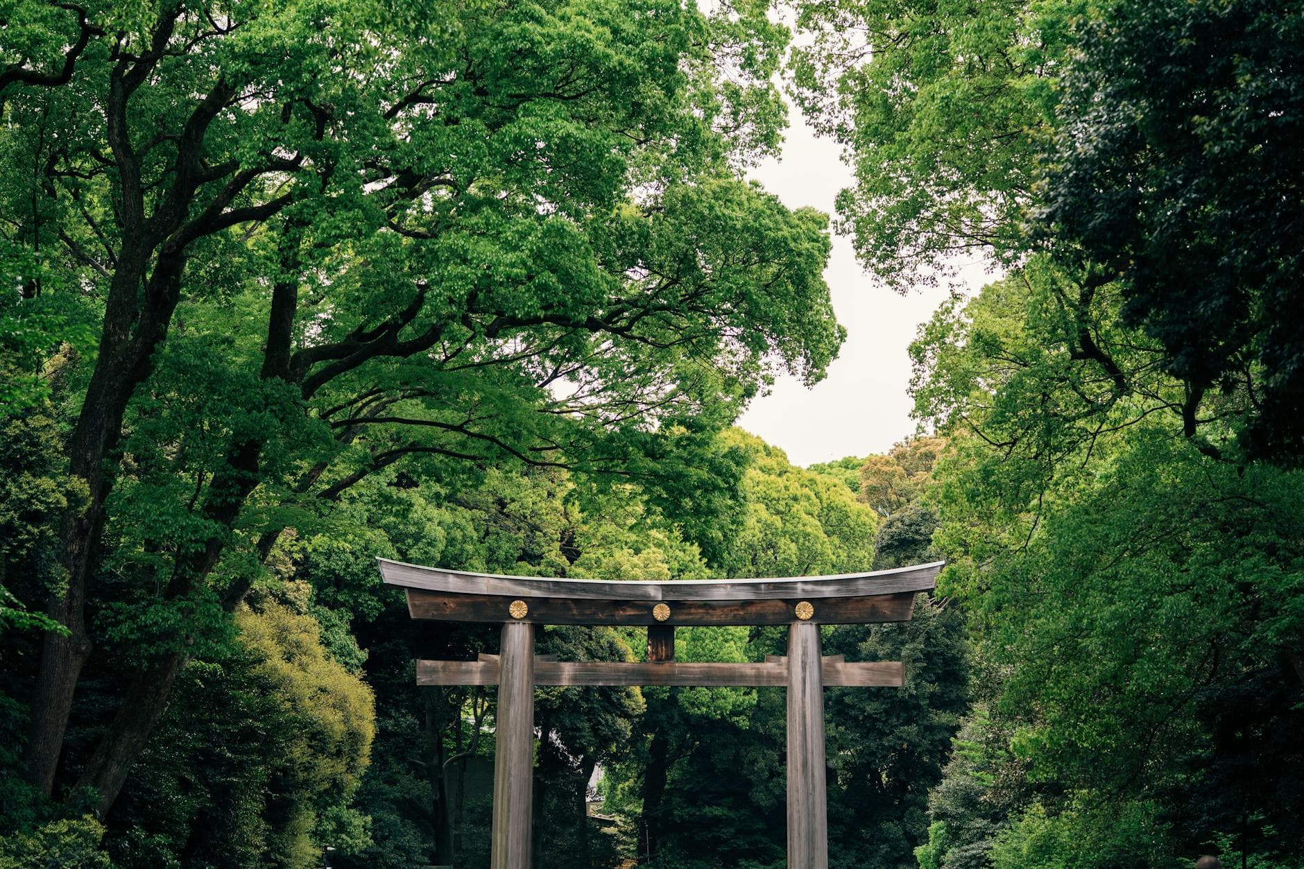 Red torii gate standing in a forested Tokyo shrine with dappled sunlight