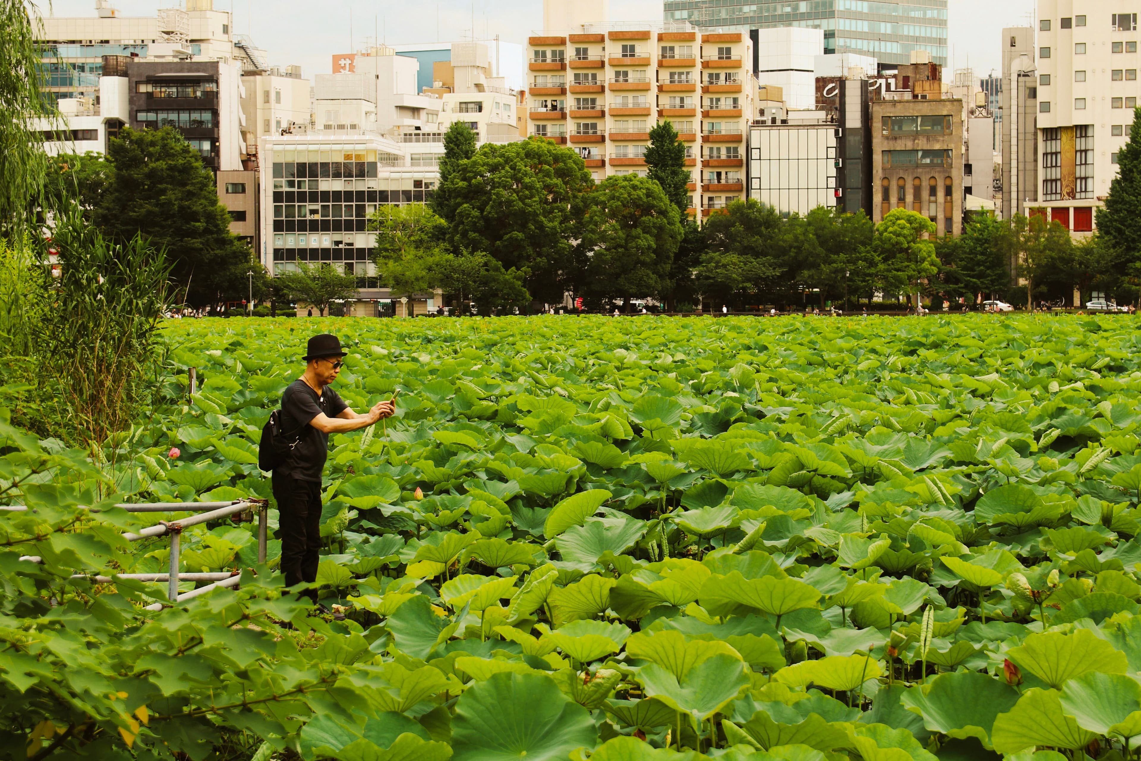 Shinobazu Pond in Ueno Park