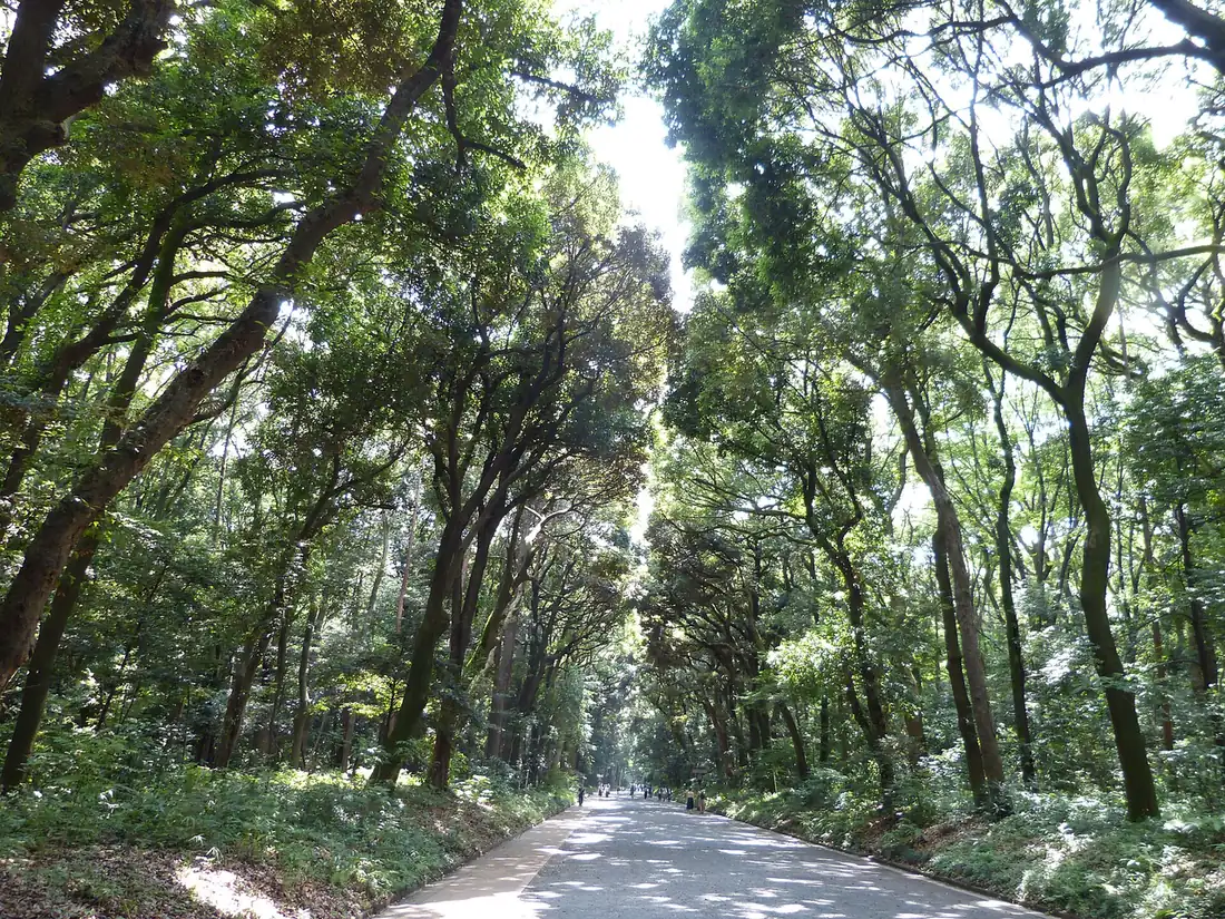The long gravel approach through tall forest trees at Meiji Shrine in Tokyo