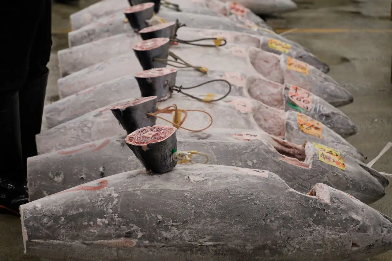 Rows of frozen tuna laid out on the floor before a Tokyo market auction