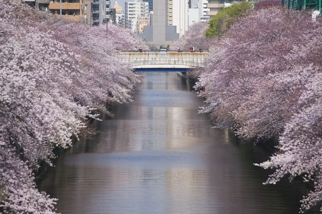 Cherry trees in full bloom arching over the Meguro River in Tokyo