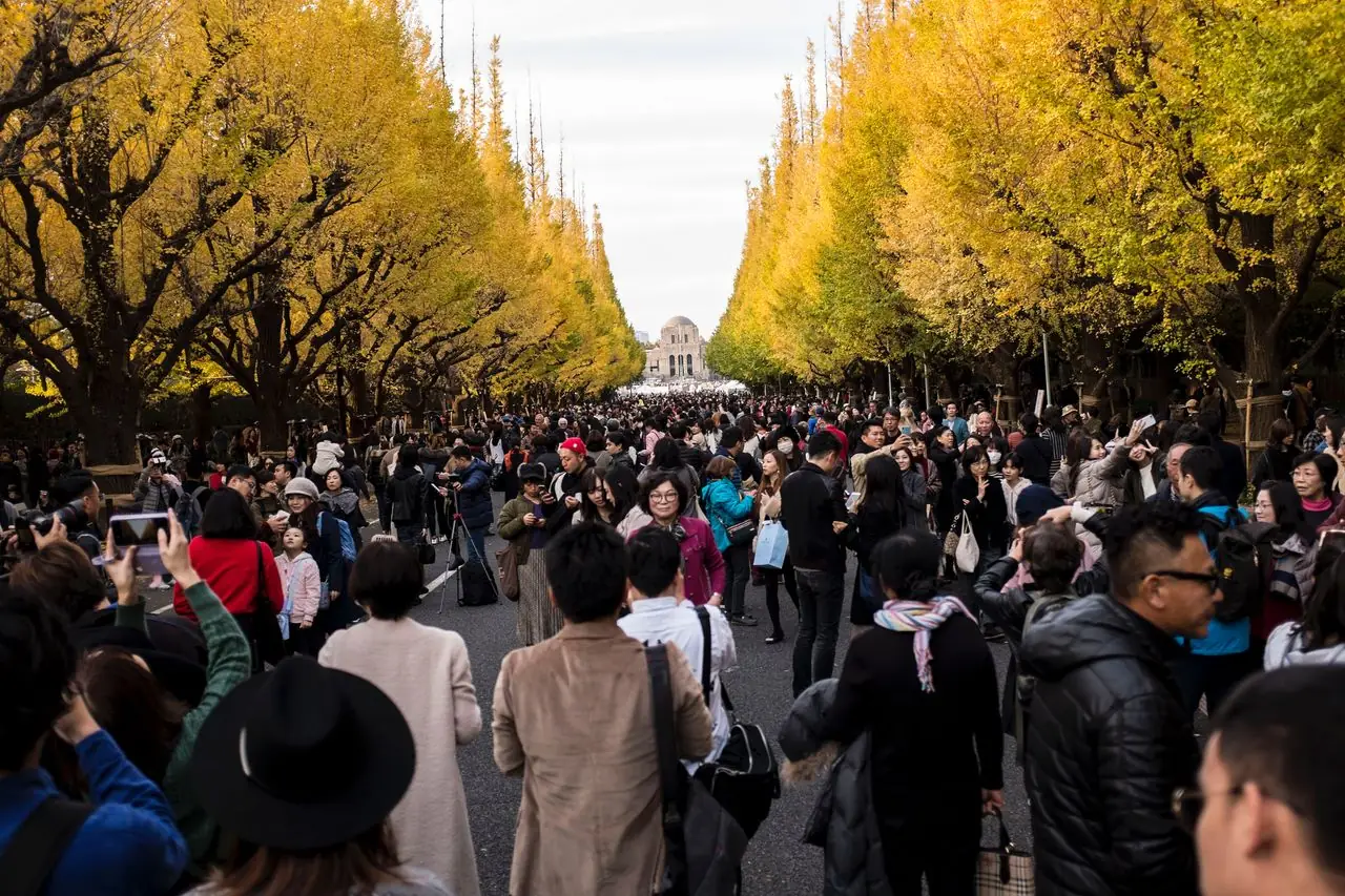 Autumn crowds walking under yellow ginkgo trees on the Meiji Jingu Gaien avenue