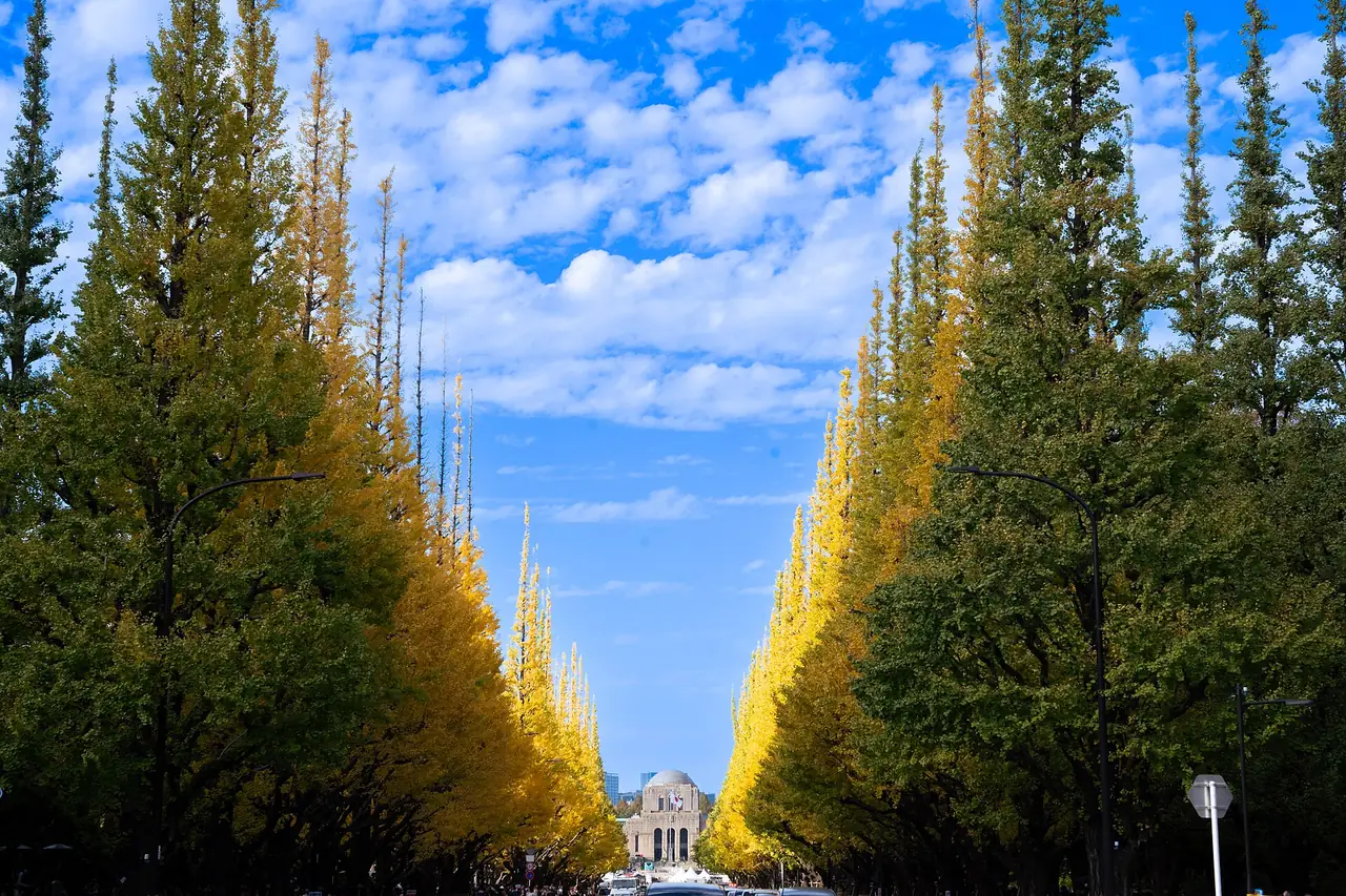 Rows of ginkgo trees turning yellow along the avenue at Meiji Jingu Gaien