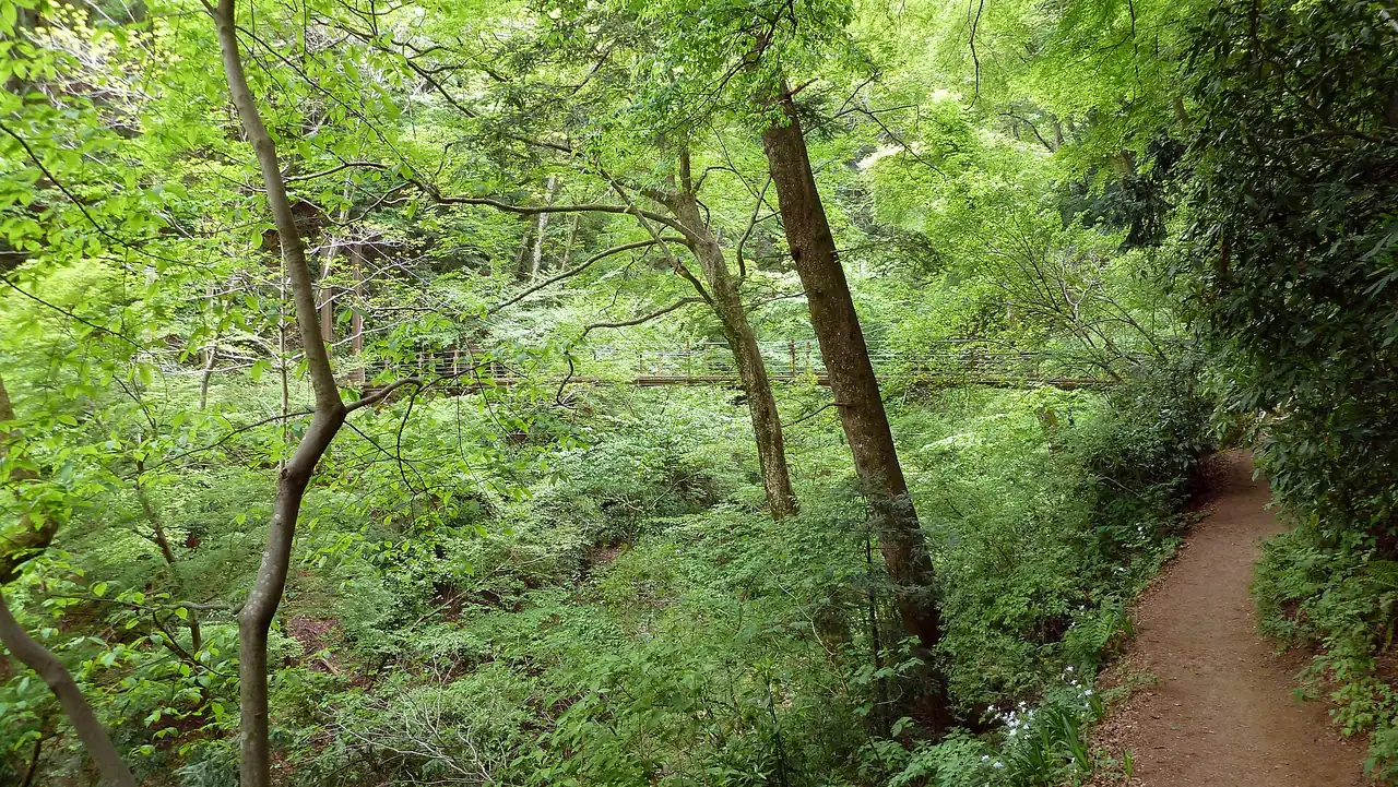 Narrow dirt path through green mixed forest on Trail 4 at Mt Takao
