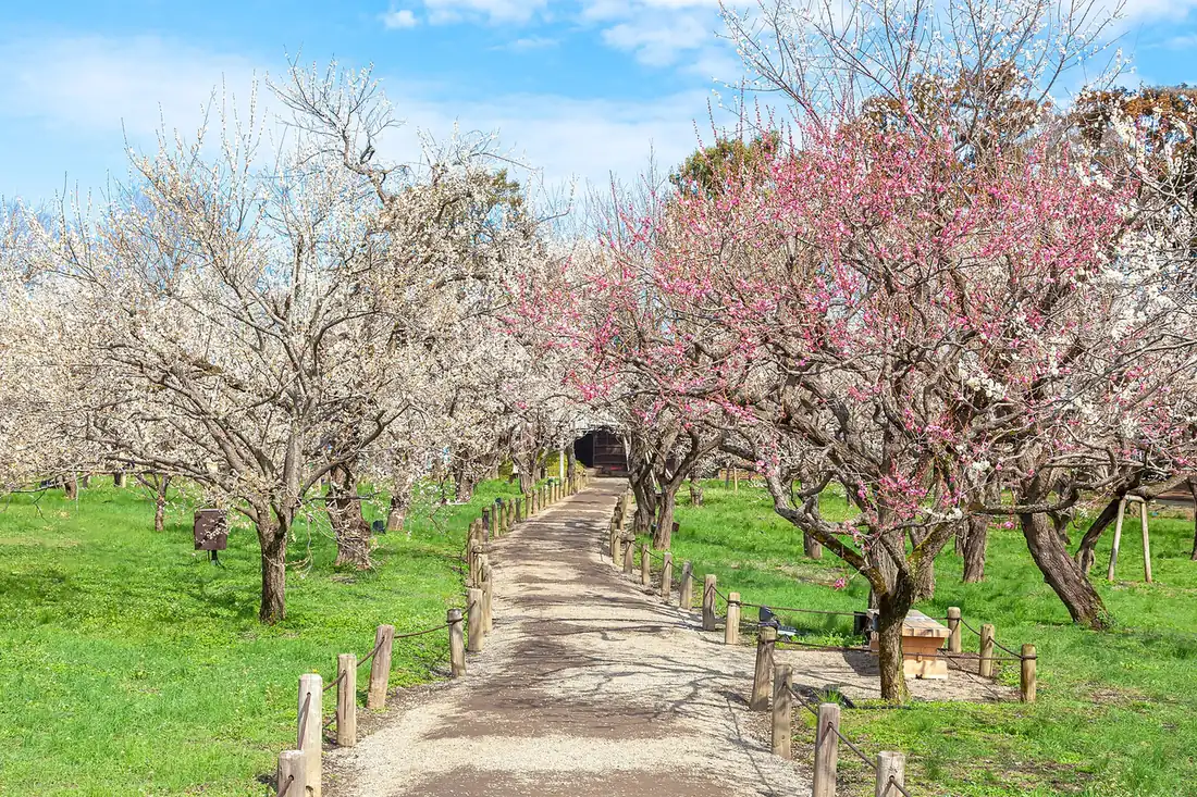 Paths through the plum grove at Kairakuen in Mito with trees in full bloom