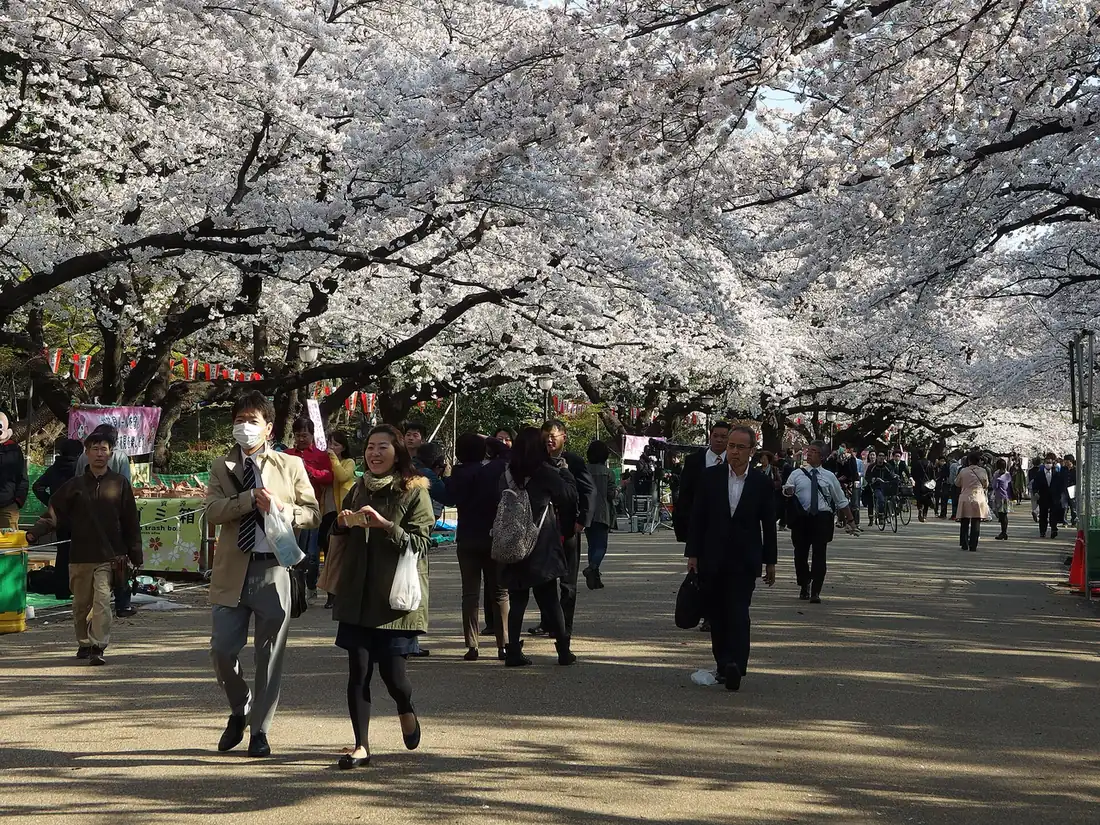 Visitors crowding the cherry blossom avenue in Ueno Park during peak bloom