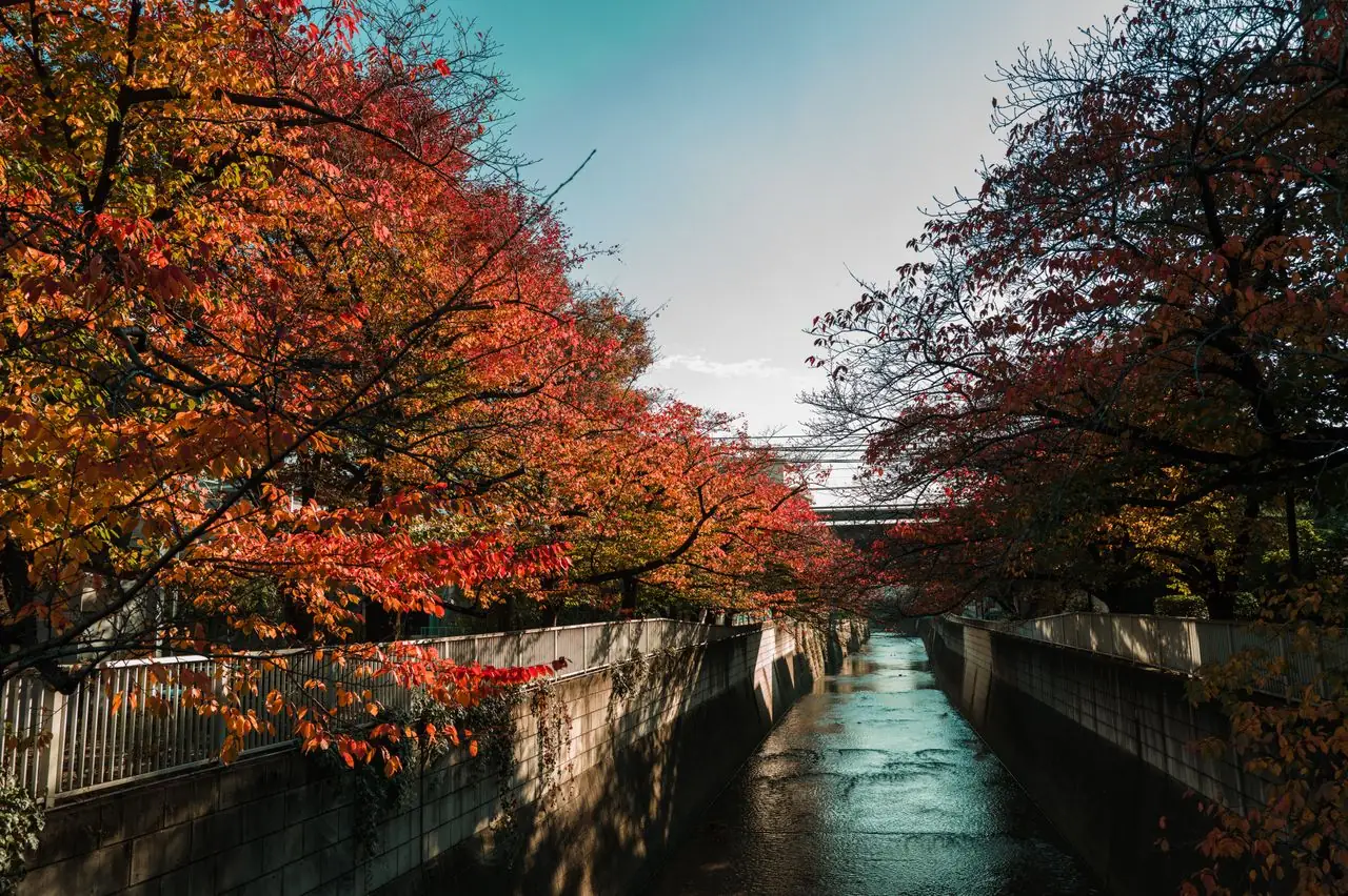 Autumn leaves turning red over the concrete channel of the Meguro River