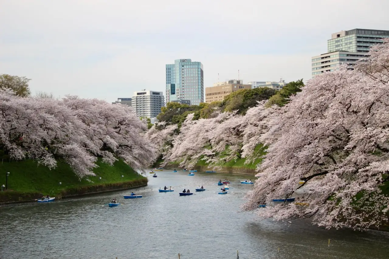 Rowboats on the Chidorigafuchi moat under cherry blossoms in central Tokyo