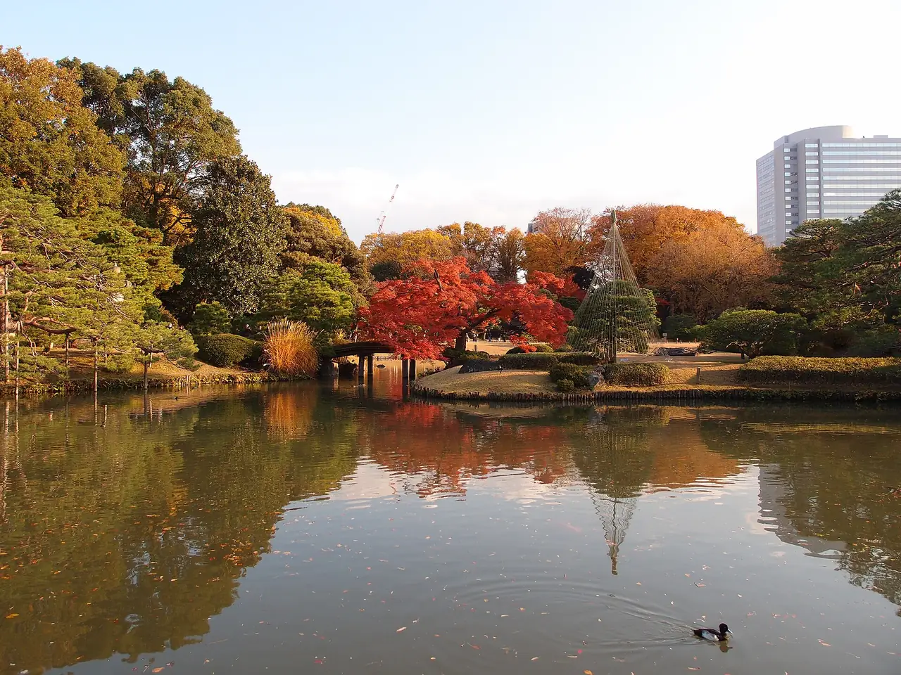 Autumn maples and a roped pine reflected in the central pond at Rikugien