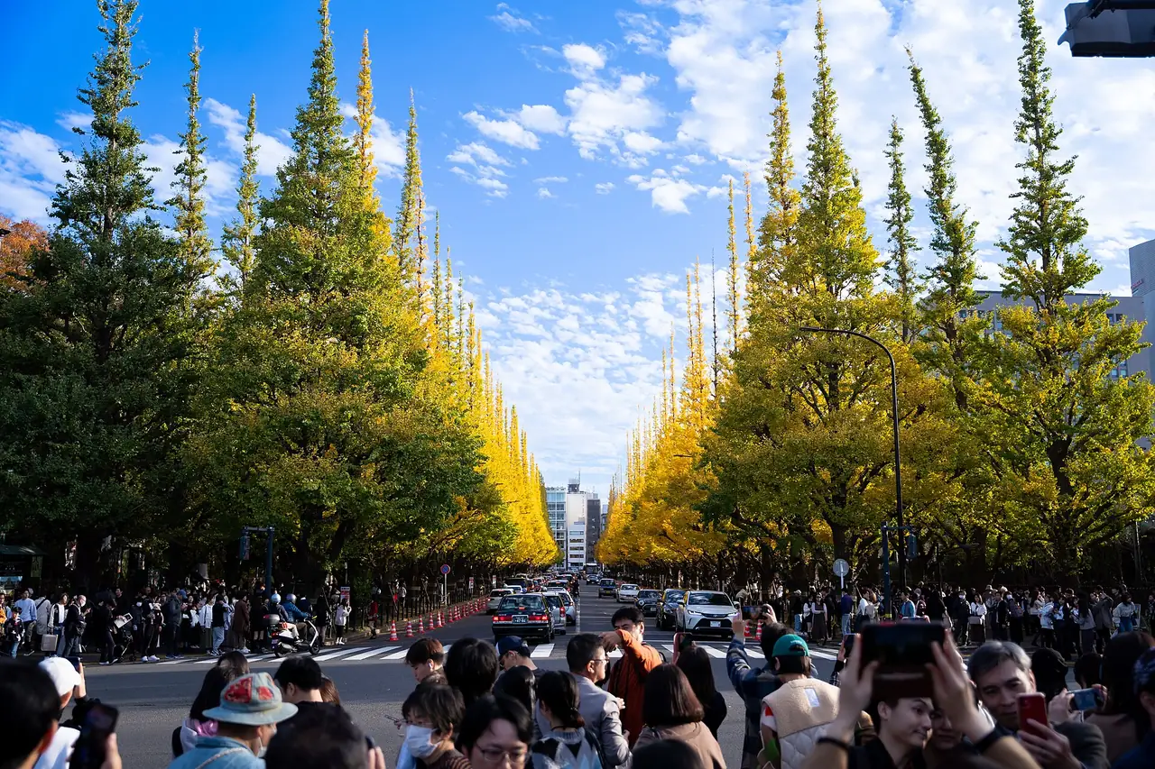 Crowds on the golden ginkgo avenue at Meiji Jingu Gaien in late autumn
