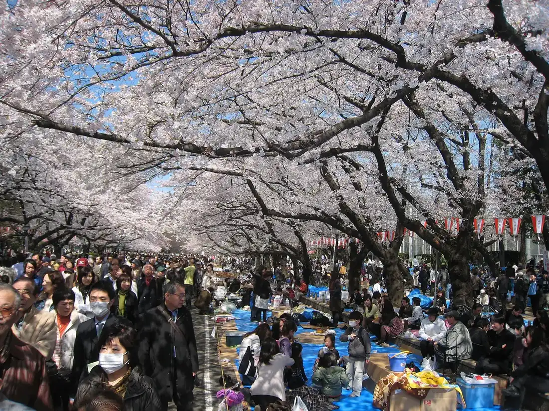 Hanami groups on blue tarps under the cherry tree canopy in Ueno Park