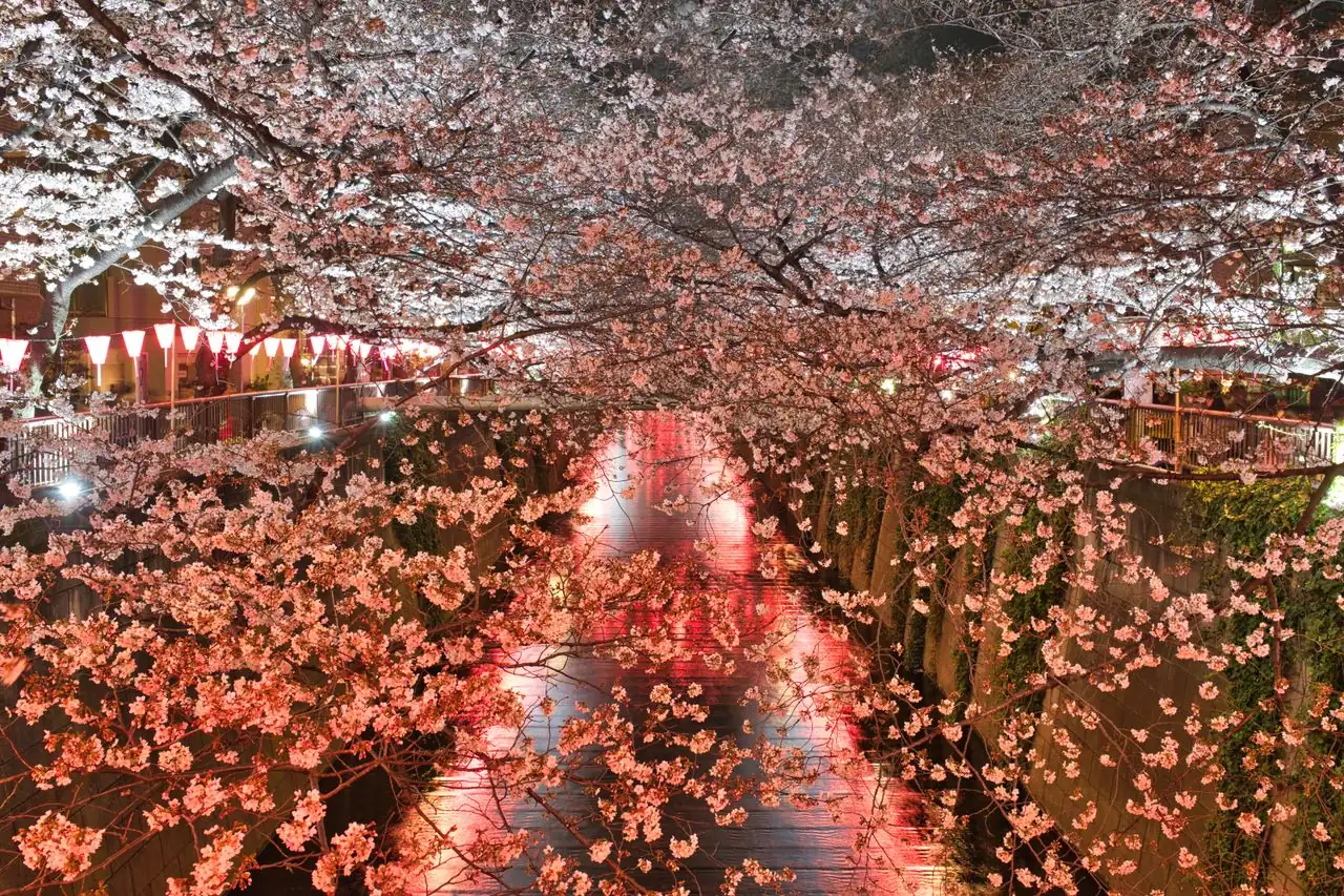 Cherry trees lit up at night over the Meguro River with lanterns along the bank