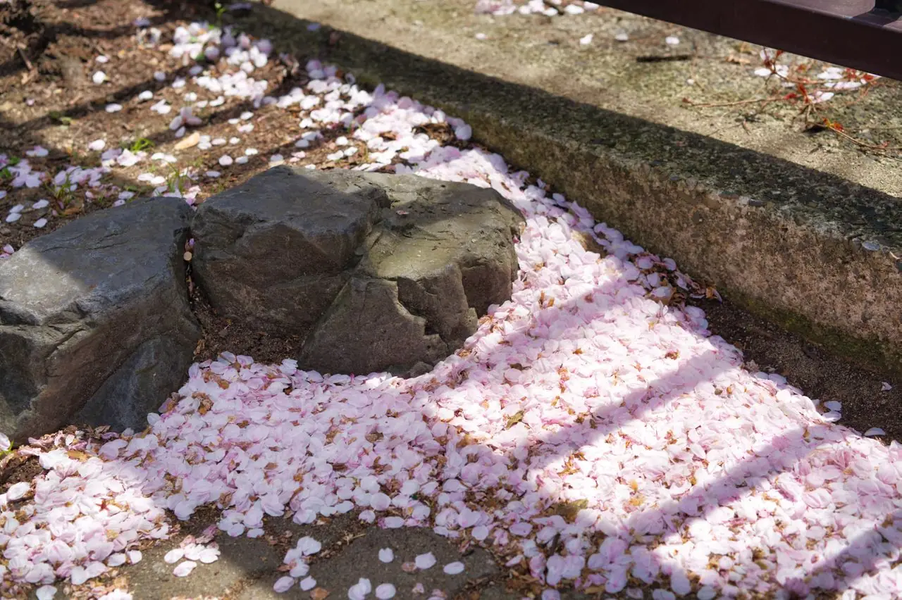 Fallen cherry blossom petals piled around garden rocks near the end of the bloom