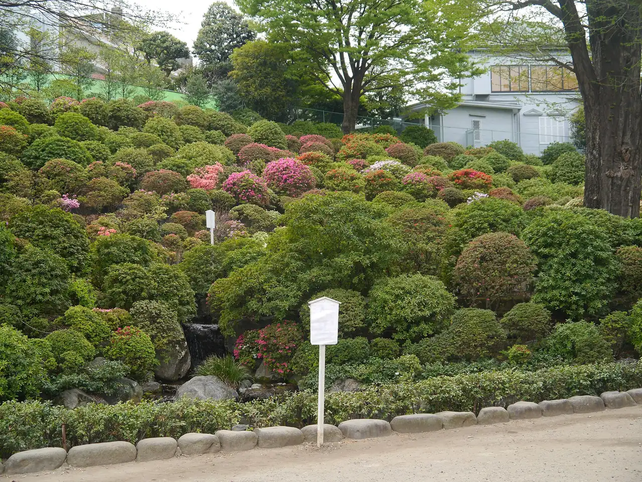 Azalea bushes starting to bloom across the hillside garden at Nezu Shrine