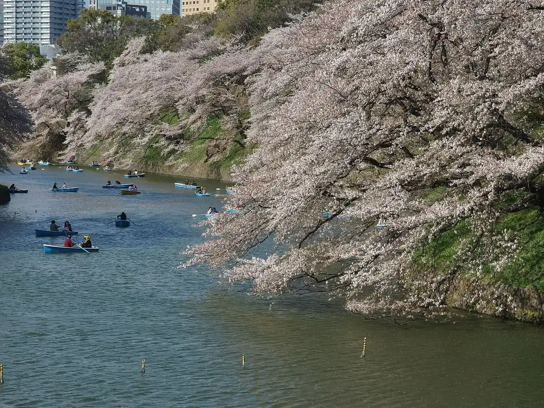 Rowboats on the Chidorigafuchi moat beneath cherry trees in full bloom in Tokyo