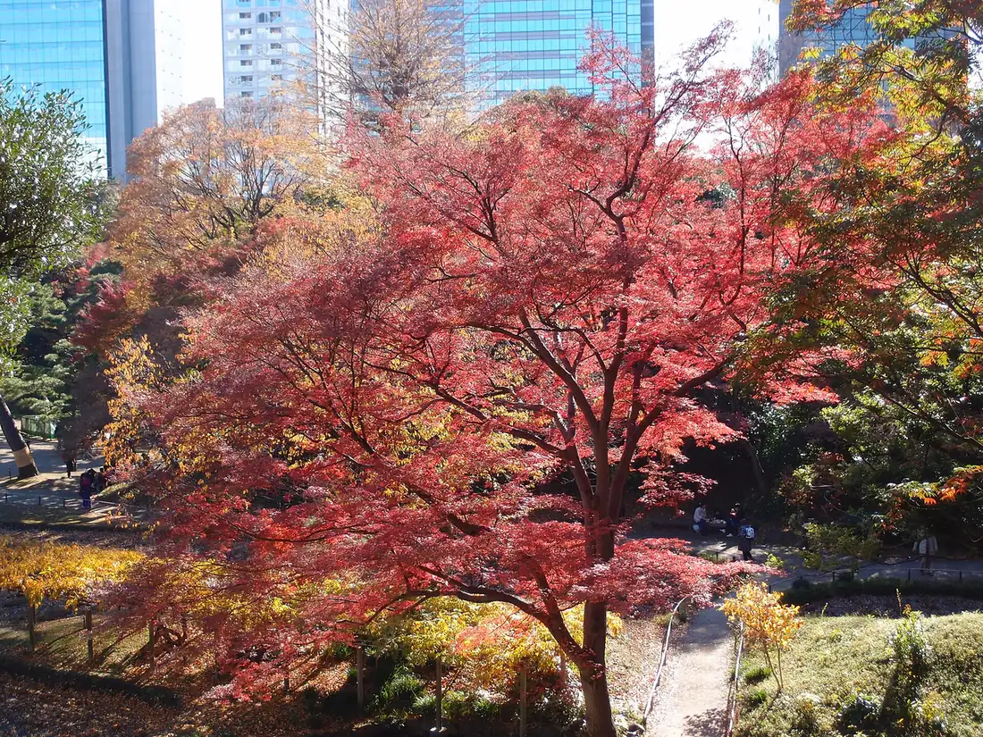 Red maple leaves in autumn at Koishikawa Korakuen with office towers behind
