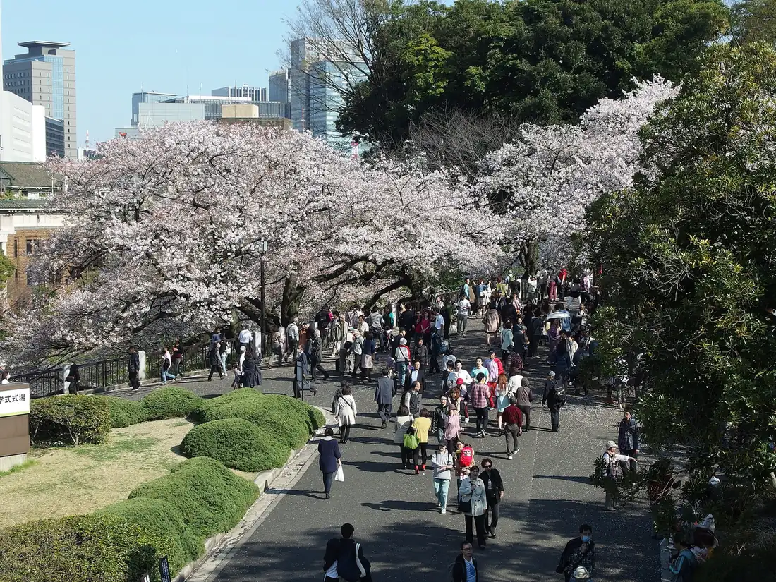 Crowds walking under full cherry blossoms near Chidorigafuchi in central Tokyo