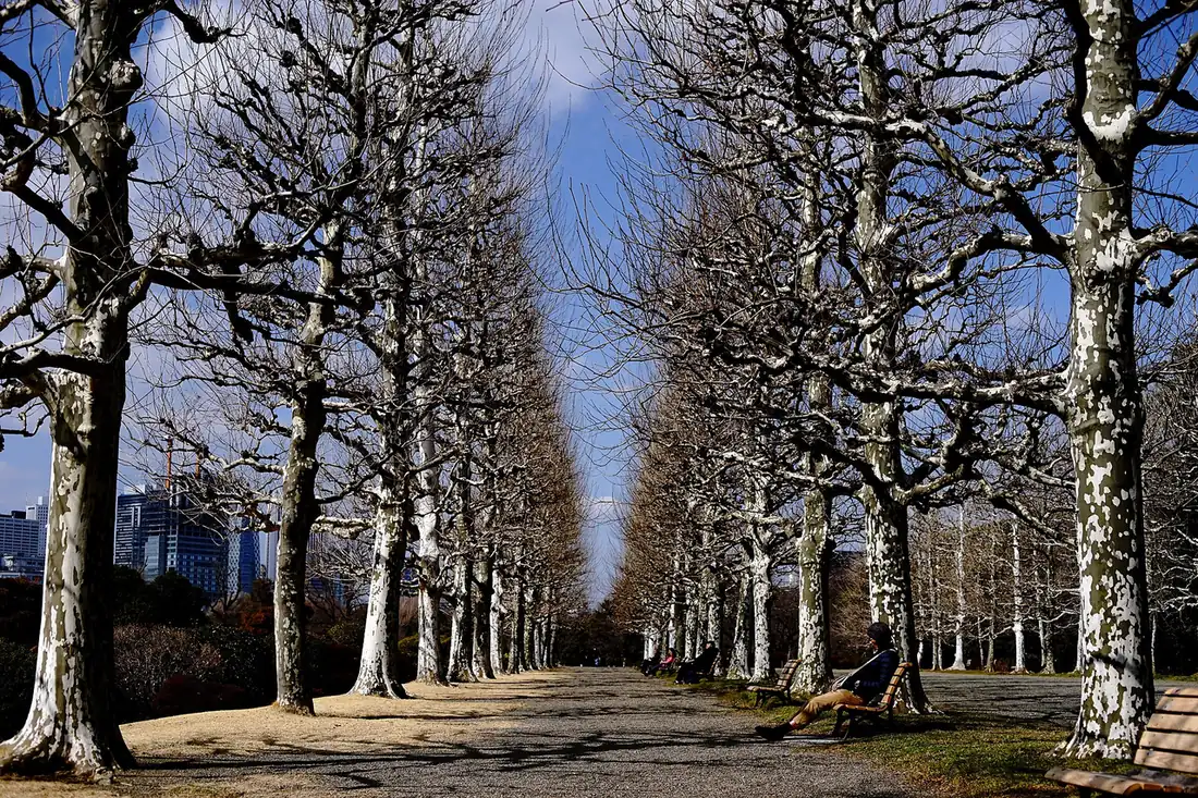 A lone visitor resting under the bare plane tree avenue in Shinjuku Gyoen