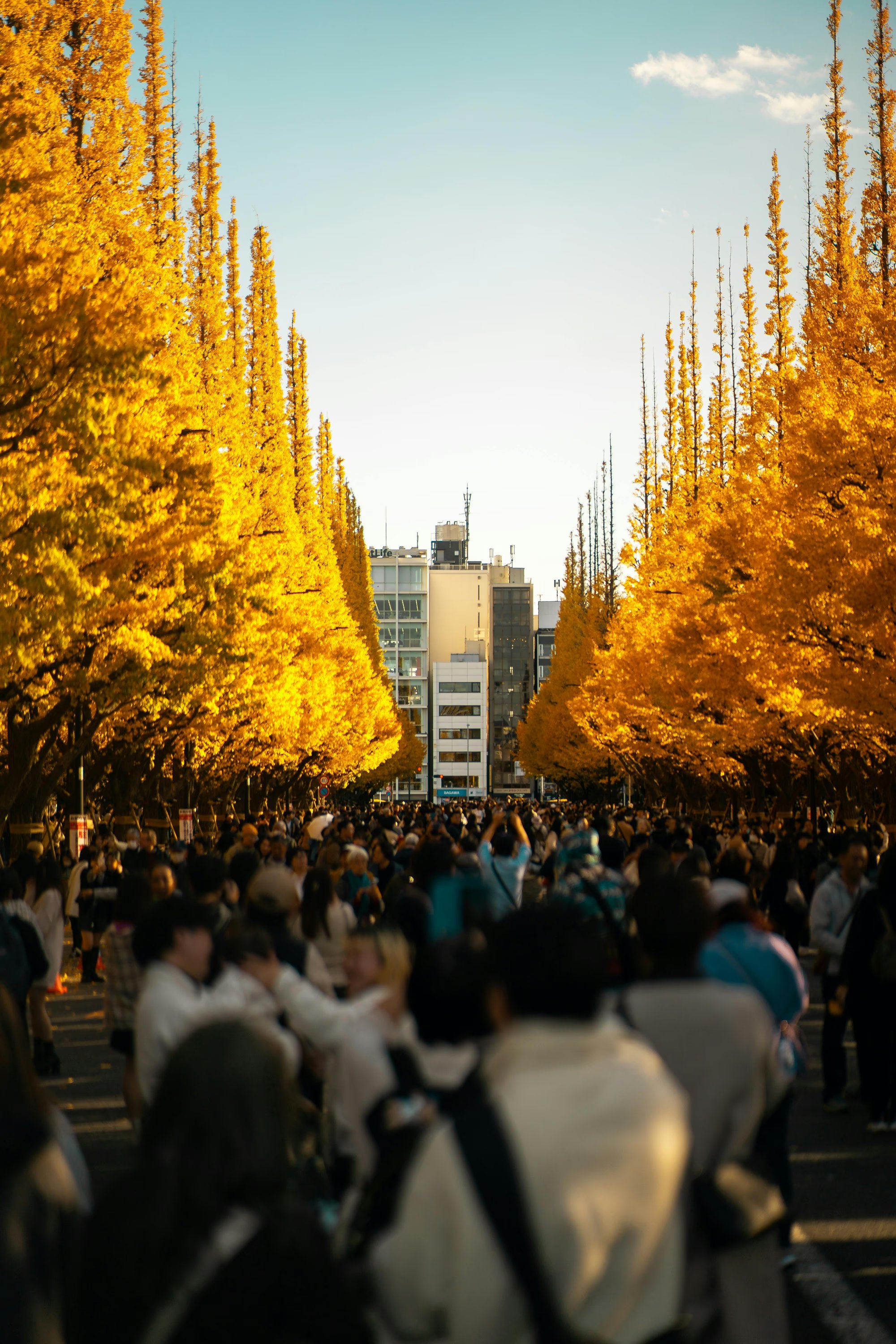 Japan Fall Foliage 2026: JMC Peak Dates for Kyoto, Tokyo & Beyond
